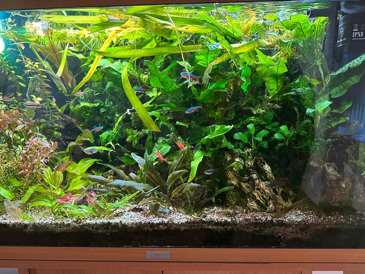 Java varen, Dieren en Toebehoren, Vissen | Aquaria en Toebehoren, Zo goed als nieuw, Plant(en), Steen of Hout, Ophalen