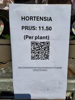 Eenstammer hortensia, Halfschaduw, Zomer, Vaste plant, Overige soorten