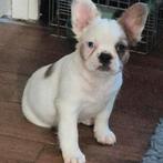 Fluffy franse bulldog, Dieren en Toebehoren, Honden | Bulldogs, Pinschers en Molossers, 8 tot 15 weken, Teef, Bulldog, Meerdere