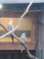 Kweek koppels Valkparkieten wildkleur, Meerdere dieren, Parkiet