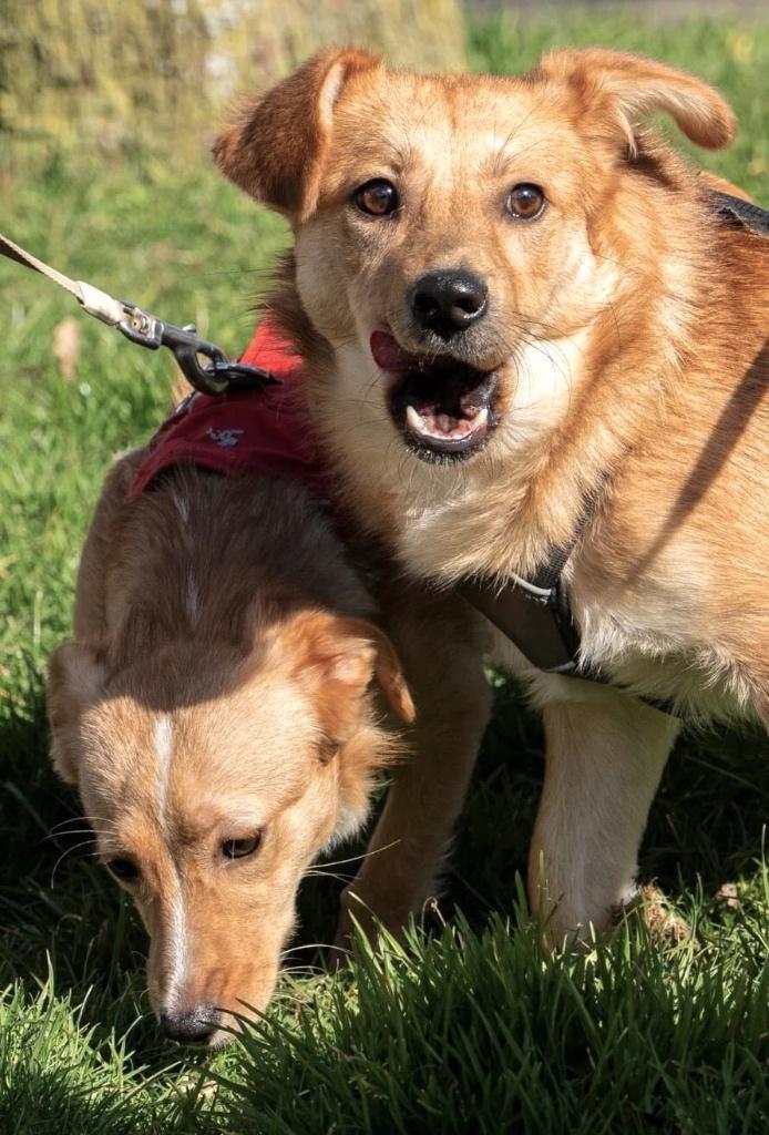 PATRICK & LUSY GELUKKIG SAMEN IN NL BIJ WIE MOGEN ZIJ WONEN?, Dieren en Toebehoren, Honden | Niet-rashonden, Klein, Meerdere dieren