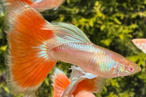 🔴 High Quality Albino Blue Singa Red Tail Guppen 🔴, Dieren en Toebehoren, Vissen | Aquariumvissen, Zoetwatervis, Vis, Schoolvis