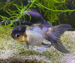 Panda Oranda Fancy Goldfish, Dieren en Toebehoren, Vissen | Aquariumvissen, Vis