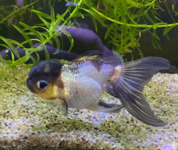 Panda Oranda Fancy Goldfish, Dieren en Toebehoren, Vissen | Aquariumvissen, Vis