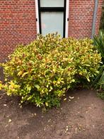 Twee planten, Ophalen, Overige soorten, Struik, 100 tot 250 cm