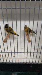 Zwartkop sijsjes, Dieren en Toebehoren, Vogels | Overige Vogels, Meerdere dieren