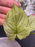 Philodendron Mamei Variagata Mint - Zeer Zeldzame Kamerplant, Huis en Inrichting, Kamerplanten, Ophalen of Verzenden, Overige soorten