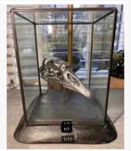 Vitrine met echte opgezette vogel schedel, op houten voet, Ophalen of Verzenden, Zo goed als nieuw, Vogel, Schedel