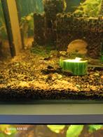 Jonge ancictrus, Dieren en Toebehoren, Vissen | Aquariumvissen, Vis