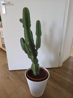Cactus, Ophalen, Cactus, Volle zon, Minder dan 100 cm