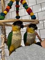 Tamme zwartkop caiques, koppel of los, Dieren en Toebehoren, Vogels | Parkieten en Papegaaien, Meerdere dieren, Papegaai