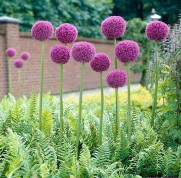 Allium Giganteum biologisch zaad sierui