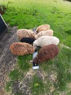 6 vachtjes van ouessant schaapjes, Schaap