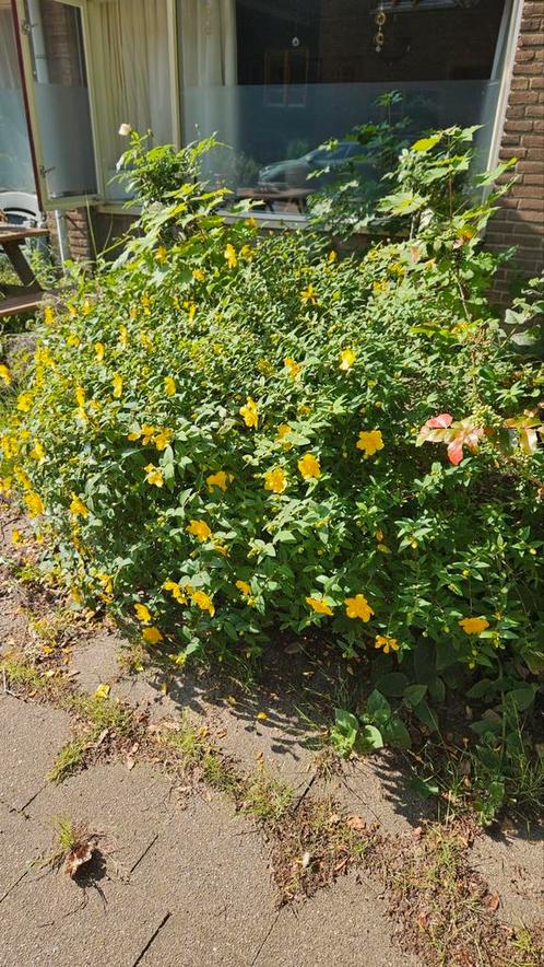 Hertshooi (circa 1,8m diameter) gele bloemen én wintergroen, Tuin en Terras, Planten | Struiken en Hagen, Struik, Overige soorten