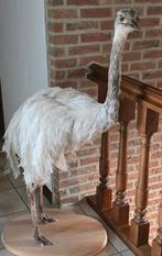 opgezette prachtige nieuwe NANDOE en struisvogels, Ophalen, Nieuw, Vogel, Opgezet dier
