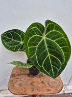 Anthurium Crystallinum Hybriden p17 (7)