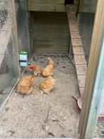 Cochin kriel hennen, Vrouwelijk, Kip