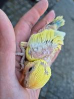 Agapornis roseicollis kuikens mogen het nest verlaten!!, Dieren en Toebehoren, Geslacht onbekend, Dwergpapegaai of Agapornis, Geringd