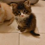 Maine Coon Kittens, Meerdere dieren, Ontwormd, 0 tot 2 jaar
