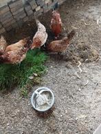 Pluimvee., Dieren en Toebehoren, Pluimvee, Vrouwelijk, Kip