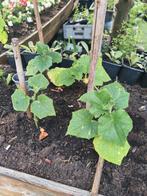 de laatste 3 komkommer konsa, Tuin en Terras, Planten | Tuinplanten, Ophalen, Zomer, Volle zon