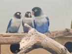 te koop  agaponissen( personata), Dieren en Toebehoren, Vogels | Parkieten en Papegaaien, Geslacht onbekend, Dwergpapegaai of Agapornis