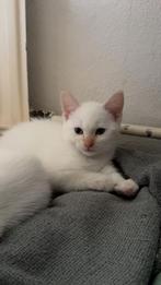 Poesje ze is 8 weken en zoekt een huisje, Dieren en Toebehoren, Poes