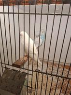 3 grasparkieten, Dieren en Toebehoren, Meerdere dieren, Kleurkanarie