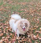 Super mooie teefje lilac-wit-merle., Dieren en Toebehoren, Honden | Poolhonden, Keeshonden en Oertypen, Keeshond, Teef, Eén hond