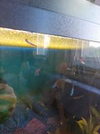 School neon tetra, Dieren en Toebehoren, Vis