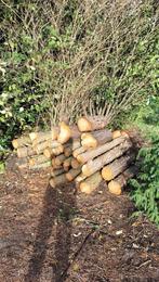 Open Haardhout stammen dennen., Tuin en Terras, Haardhout, Minder dan 3 m³, Ophalen, Overige houtsoorten, Stammen