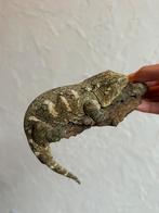 Pine Island leachianus man, Dieren en Toebehoren, Reptielen en Amfibieën, Hagedis, Tam, 0 tot 2 jaar