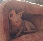 Sphynx blauwe ogen, Poes, 0 tot 2 jaar