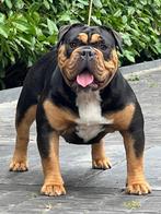 Old english bulldog Black tri teef, Reu, CDV (hondenziekte), 1 tot 2 jaar, Bulldog