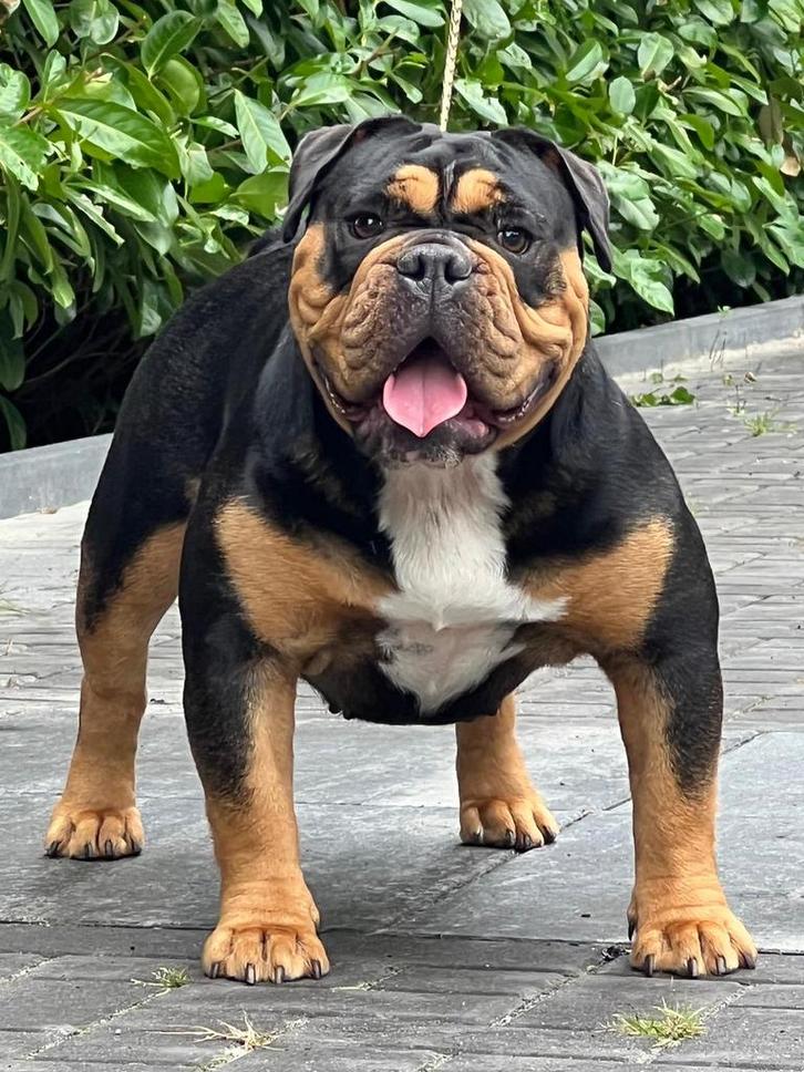 Old english bulldog Black tri teef, Dieren en Toebehoren, Honden | Bulldogs, Pinschers en Molossers, Reu, Bulldog, Particulier