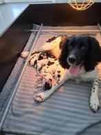 Engelse Springer Spaniel pups, 8 tot 15 weken, Parvo, Meerdere, Meerdere dieren