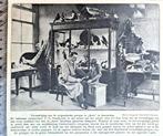 Artis 1919; preparateur Steenhuizen in zijn  atelier, Verzenden, Voor 1940, Gebruikt, Overige onderwerpen