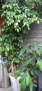 Benjamin Ficus, Tuin en Terras, Planten | Bomen, Ophalen of Verzenden, Volle zon, Overige soorten