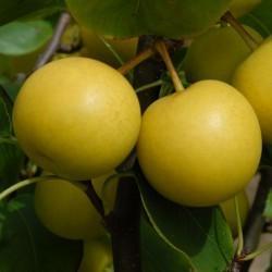 Perenboom Nashi peer zandpeer Pyrus zelf geënte fruitbomen, Tuin en Terras, Planten | Fruitbomen, Perenboom, Minder dan 100 cm