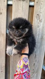 Nestje pomeriaan pomeranian pups reutje en teefje 5wk, Keeshond, 8 tot 15 weken, Meerdere, Meerdere dieren