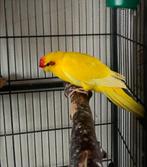 Kakariki man., Dieren en Toebehoren, Mannelijk, Parkiet