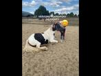 Verzorg pony/paard gezocht! Verzorger aangeboden!, Ophalen of Verzenden