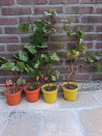 druivenboom, Tuin en Terras, Overige soorten, Minder dan 100 cm, Zomer, Ophalen