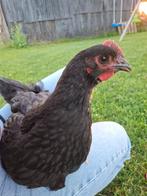 Jonge australorp haan, Mannelijk, Kip