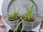 Carex, zegge, Ophalen, Siergrassen, Halfschaduw