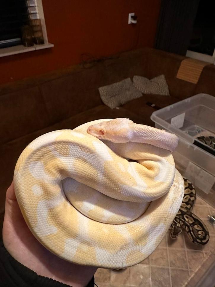 Ball python vrouw Ball Python - female for sale from C