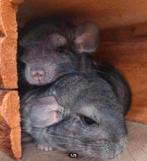 SAPPHIRE ANGORA koppel mannen 1,5 jaar oud. (GRATIS), Mannelijk, Chinchilla, Voor 1 juli 2024, Tam