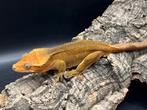 Correlophus ciliatus - Wimpergekko - crested gecko, Dieren en Toebehoren, Hagedis, 0 tot 2 jaar
