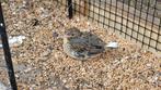 Bonte kanaries, Dieren en Toebehoren, Vogels | Overige Vogels, Meerdere dieren, Tropenvogel, Geringd