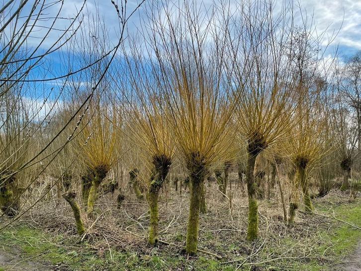 Gezocht: (verse) wilgentenen, Tuin en Terras, Planten | Bomen, Overige soorten, Volle zon, Zomer, Ophalen of Verzenden